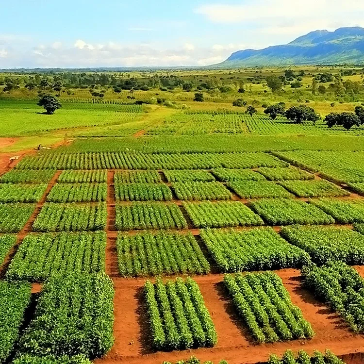 American Agriculture and Logging Sectors Mobilize Following Bold Tariff Actions Against Brazilian Imports 2 IMG 6120 - CJ Global Newspaper